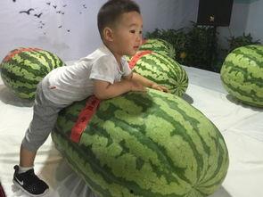 灵石吃瓜事件,揭秘网络谣言背后的真相